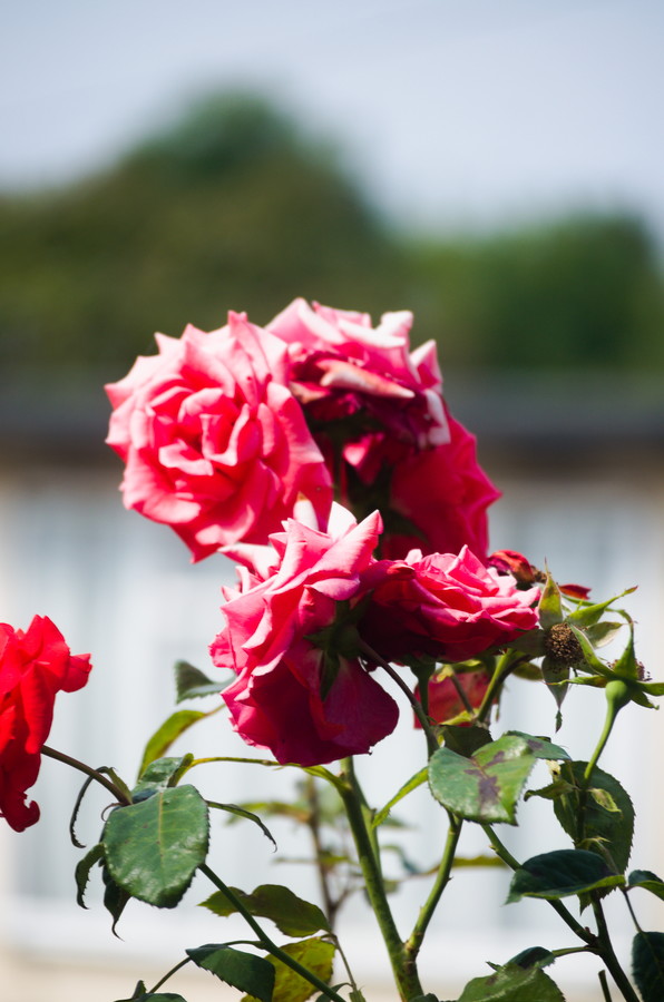 Rose flowers